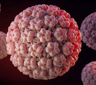 HPV Papilloma virus RNA